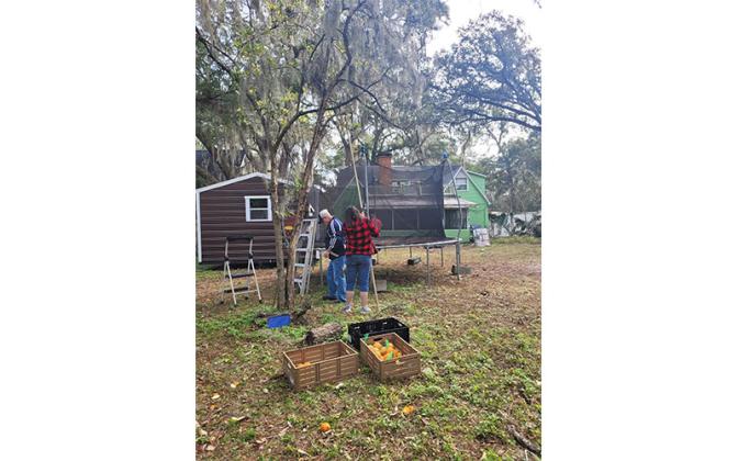 Homeowners and volunteers pick surplus and fallen fruit for Barnabas Citrus Drive.
