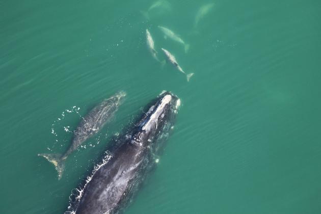 PHOTOS COURTESY OF FWC FISH AND WILDLIFE RESEARCH INSTITUTE