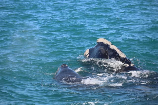 PHOTOS COURTESY OF FWC FISH AND WILDLIFE RESEARCH INSTITUTE