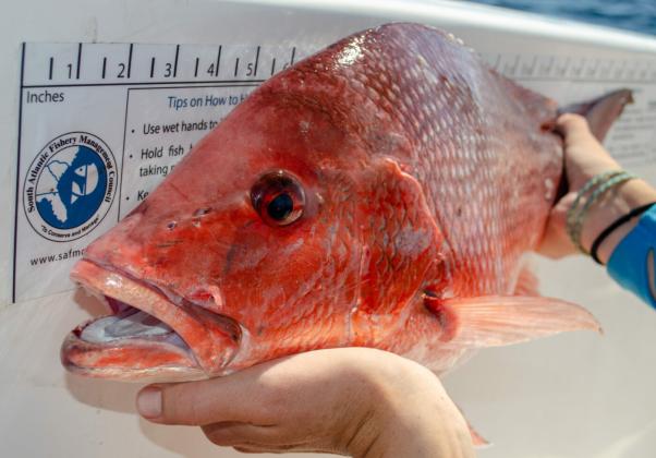 The Florida Fish and Wildlife Conservation Commission weighed in on the debate surrounding red snapper regulations from the South Atlantic Fishery Management Council, voicing its displeasure with suggested time-area closures for the snapper-grouper fishery. File photo