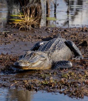 The Okefenokee Wildlife Refuge is home to hundreds of species of animals, some endangered and threatened, and is a culturally significant site for the Muscogee Creek Nation. Archeologists estimate Native Americans have been in the area for thousands of years.  Submitted photo