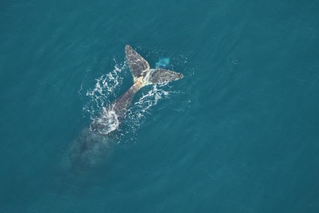 Submitted photo courtesy of Clearwater Marine Aquarium Research Institute under NOAA permit #24359.