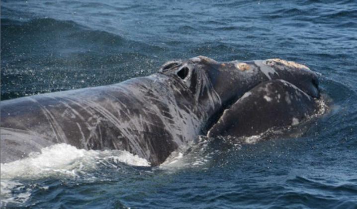North Atlantic right whales can be difficult to spot as they linger near the surface of the water. One unique identifying factor is their blowhole that breathes out a unique V-shaped blow when they surface. Other whales' blow is typically a single spout. Submitted photo