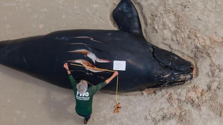 Dead whale An authorized researcher begins the necropsy of a young North Atlantic right whale that washed up in St. Augustine after a fatal vessel strike in February 2021. Submitted photo