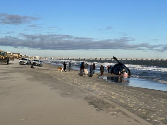 A dead North Atlantic right whale washed ashore in Virginia Beach this week. A necropsy conducted by the National Oceanic and Atmospheric Administration determined the whale died of injuries suffered in a vessel strike.  Photo courtesy of Tim Solanic