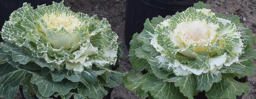 Ornamental cabbage plant sold by Seven Trees Nursery at the Fernandina Market. Submitted photo