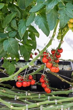 Indeterminate tomato varieties grow like vines. Trellising and caging support the tomato as it grows throughout the season and is great to grow in hydroponic systems. These Everglade tomatoes work wonderfully in the summer, but if you’re like me, good luck getting them inside the house because I end up eating them while doing yard work. Submitted photo