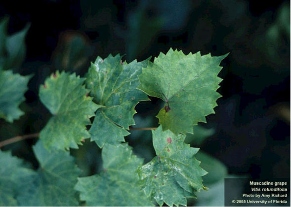 The muscadine (Vitis rotundifolia) is all over Nassau County, especially so on Amelia Island. It is one of the most common vining plants homeowners reach out to UF/IFAS Extension Nassau County with the mistaken identity of “Invasive,” but is an important native, vining plant. Submitted photo