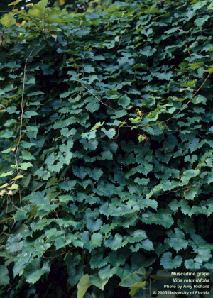 The muscadine (Vitis rotundifolia) is all over Nassau County, especially so on Amelia Island. It is one of the most common vining plants homeowners reach out to UF/IFAS Extension Nassau County with the mistaken identity of “Invasive,” but is an important native, vining plant. Submitted photo