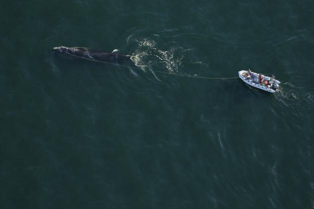 A group of scientists and volunteers works to disentangle from a length of fishing rope. Submitted photo
