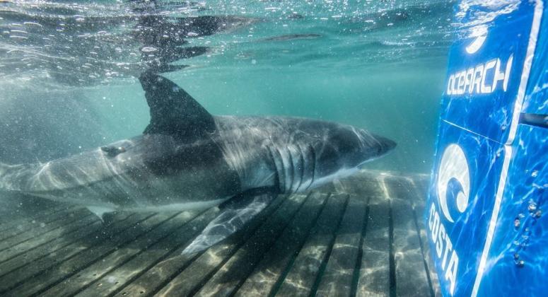 Photo courtesy of Chris Ross via OCEARCH Rose, the great white pictured above, has been tracked hanging out near Fort Myers for the past month.