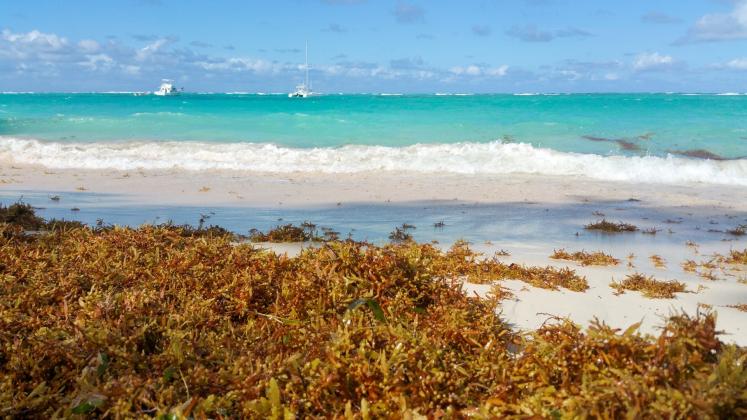 The Great Atlantic Sargassum Belt is bigger this year than ever before, according to experts. Luckily, Amelia Island is not predicted to bear the brunt of it. Submitted photo