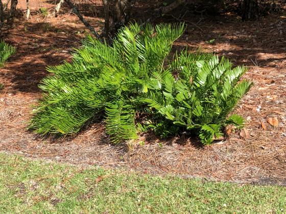 The Coontie Palm (Zamia integrifolia) is a common native plant species in our landscapes. Coontie palms are cycads and nearly all cycads are toxic. They have a toxin called “Cycasin” that can cause severe reactions if ingested, including death. Photo courtesy of UF/IFAS Extension Santa Rosa County