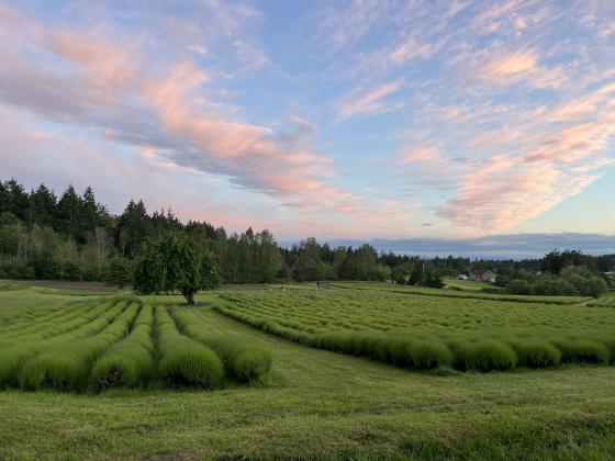 Pelindaba Lavender Farm in Friday Harbor Washington located on the San Juan Islands. Photo by Pam James/Special