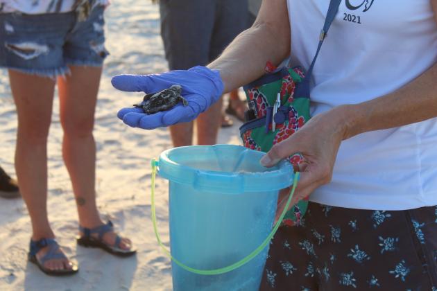 Only about 1% of sea turtle hatchlings like this one make it to adulthood. Improper lighting on beaches only adds to the hardships these tiny creatures face. Photo by Holly Dorman/News-Leader