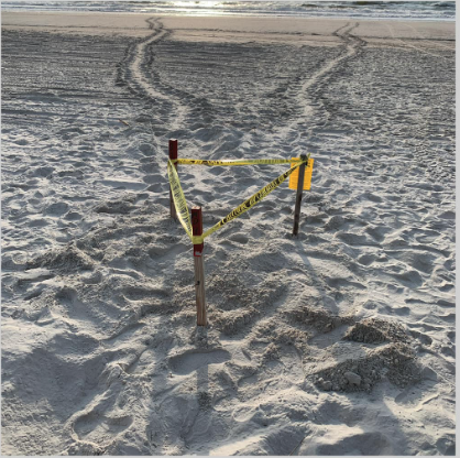 Turtle tracks lead to and away from a newly marked sea turtle nest on Amelia. Photo courtesy of Amelia Island Sea Turtle Watch, Inc. Island.
