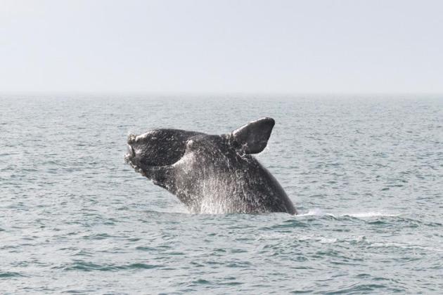 As technology advances and right whale populations decline, scientists like Catherine Edwards are focusing more and more on how to use technology to help the right whales survive. Submitted photo