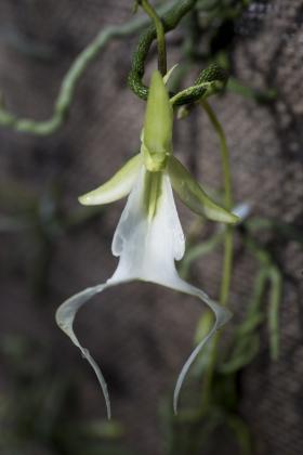Photo courtesy of UF/IFAS Photo Big Cypress National Preserve houses more than 30 orchid species, including the Ghost Orchid. Usually blooming in the peak of summer, the Sphinx Moth visits the orchid at night, using its long proboscis to collect nectar, which ends up spreading pollen to other Ghost Orchids. It was believed that only the Giant Sphinx Moth pollenated the Ghost Orchid until 2019, when researchers photographed a PawPaw Sphinx Moth feeding from a Ghost Orchid. 