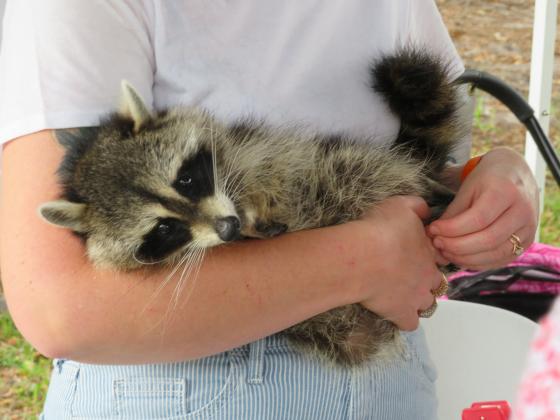TikTok star and Tows and Tails mascot Crystal the raccoon stopped by the Wild Amelia Nature Festival. Kids adored her, and she brought attention to the important work her organization does. Photo by Holly Dorman/News-Leader