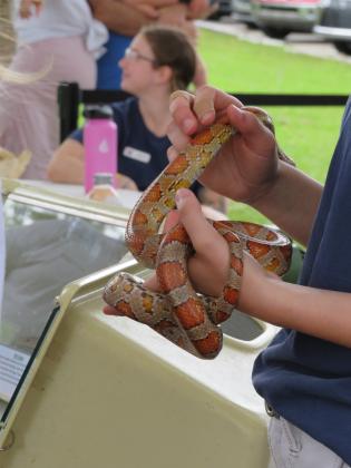 Wild Amelia celebrates Amelia Island with Nature Festival. Photo by Holly Dorman