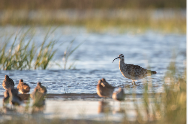 Salt marshes in the South Atlantic region of the United States are home to more than 75% of commercial fish, as well as thousands of endangered species such as gopher tortoises. Submitted