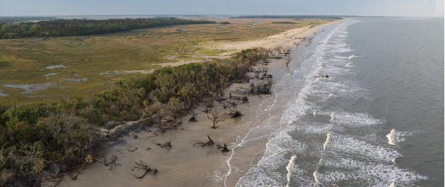 Salt marshes in the South Atlantic region of the United States are home to more than 75% of commercial fish, as well as thousands of endangered species such as gopher tortoises. Submitted
