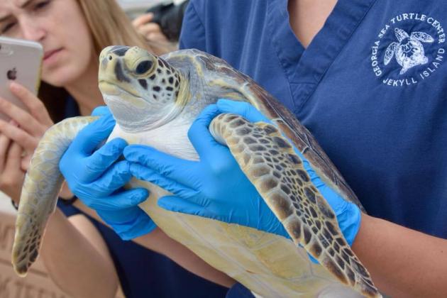 The Wild Amelia Nature Festival is back, kicking off this weekend with a sunset river cruise and leading into animal exhibits, activities for the kids, nature walks and more. Submitted photo