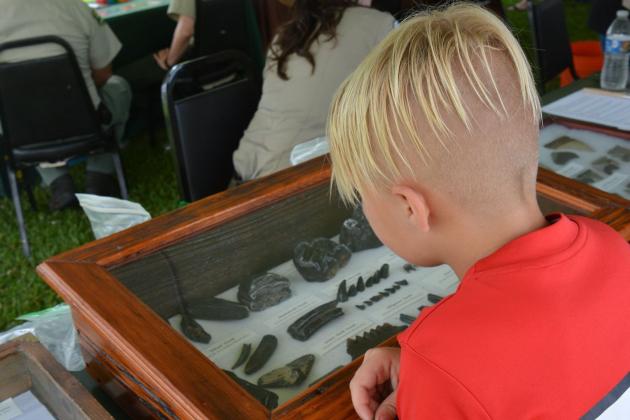 The Wild Amelia Nature Festival is back, kicking off this weekend with a sunset river cruise and leading into animal exhibits, activities for the kids, nature walks and more. Submitted photo