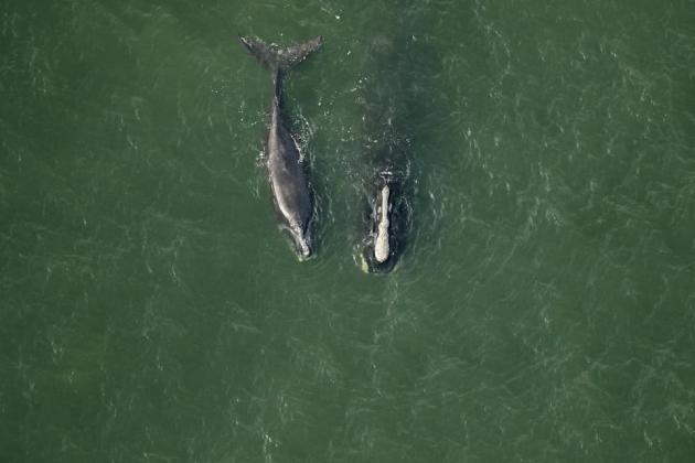 Lawmakers introduce bill to block right whale rule. File photo
