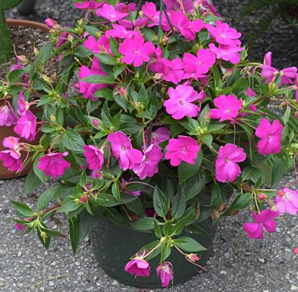 A basket of blooming flowers from Seven Trees Nursery at the Fernandina Beach Market Place. Submitted photo