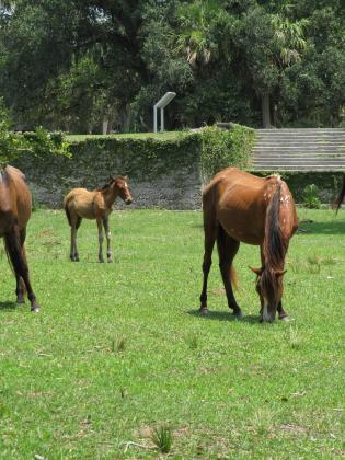 Many of the horses on Cumberland Island (such as those pictured here) flock to the green grasses surrounding the Dungeness mansion ruins. Local resident and activist Carol Ruckdeschel expressed concern about the bones visible jutting out from under the horses' skin, a sign they may be starving. Photo by Holly Dorman/News-Leader