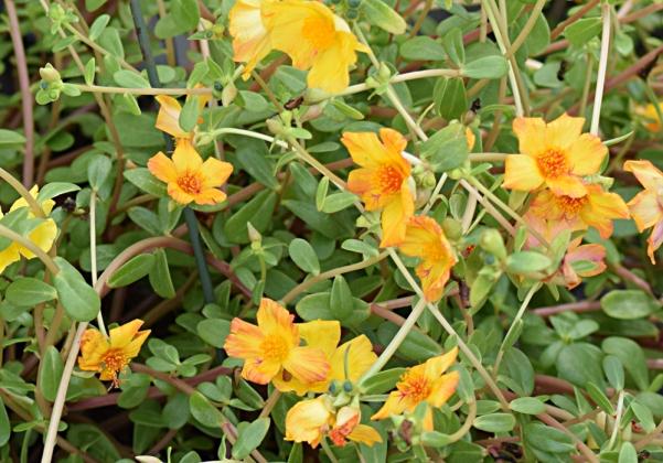 Flowering baskets can be found in Fernandina at Seven Trees Nursery. Photo by Judie Mackie
