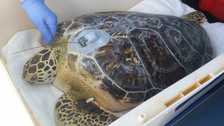 Green sea turtles like this one are an endangered species in Florida. This one was rescued and released back into the wild by the Florida Fish and Wildlife Conservation Commission. Photo courtesy of Florida Fish and Wildlife Conservation Commission