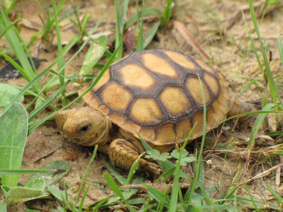 Photo courtesy of the Center for Biological Diversity Gopher tortoises like this one dig deep burrows that serve not only as shelter for themselves, but for over 300 over species. They were removed from the protections of the Endangered Species Act in late 2022.