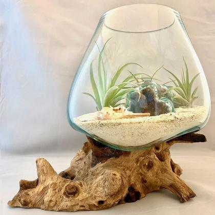 Terrariums like these are available every Saturday at the farmers market by Sea Shore Terrariums. Submitted photo