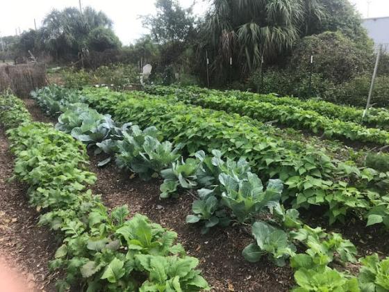 Dan Groth’s garden known as the “Little Farm.” Submitted photo