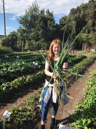Dan Groth’s granddaughter, Sophie Groth, enjoying a big harvest of onions.