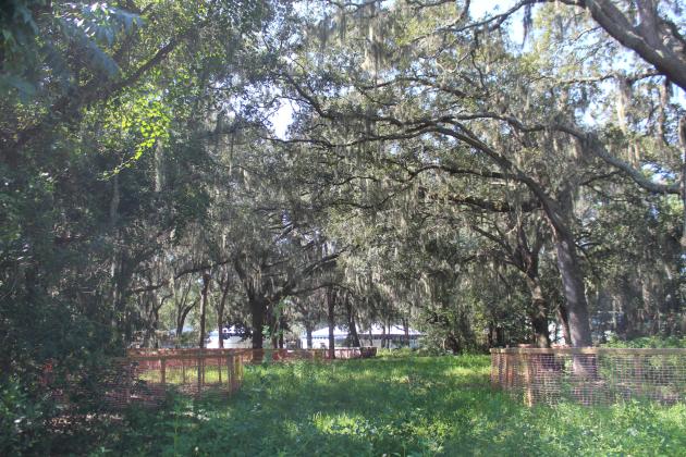 Fernandina Beach Planning Advisory Board members say taking this property into the city to provide water and sewer service will require the developer to adhere to the more stringent laws governing trees and will eliminate the need to install septic tanks. The site was to become a luxury RV park, but the owner has submitted plans to build townhomes on it. Photo by Julia Roberts/News-Leader