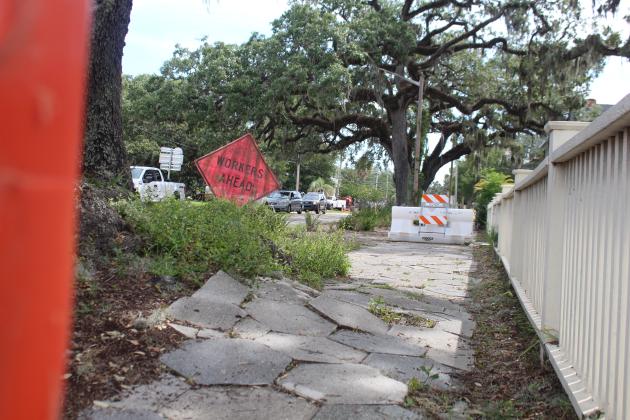A tree at the corner of Eighth Street and Atlantic Avenue has roots that are growing up under the sidewalk, causing a hazard to pedestrians. Photo by Julia Roberts/News-Leader