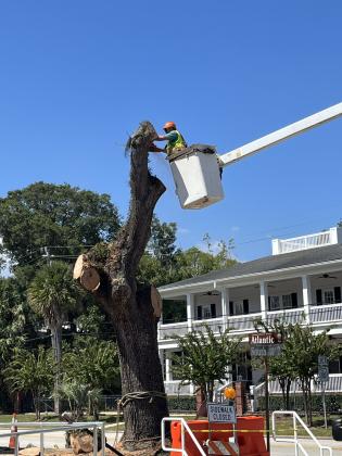 Florida Department of Transportation crews removed a tree adjacent to the Amelia Schoolhouse Inn on Atlantic Avenue in Fernandina Beach Friday. The department has examined all trees on the Atlantic corridor and determined the rest of them are healthy, officials say. Photo by Sean Rosenthal/News-Leader