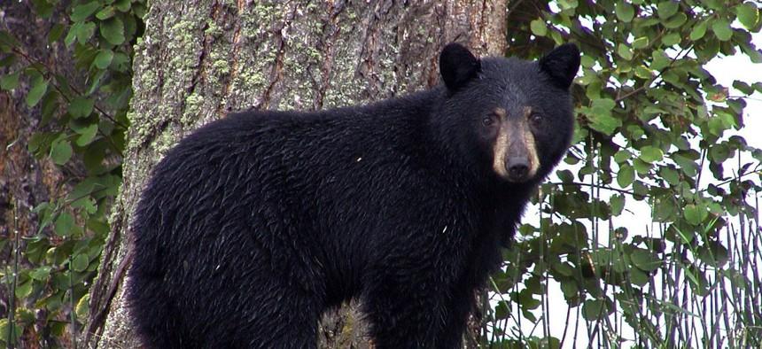 Florida black bear. Submitted photo