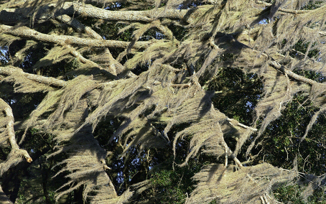 Spanish moss covering trees is a common part of our natural and built environments.  Photo courtesy of UF/IFAS Extension