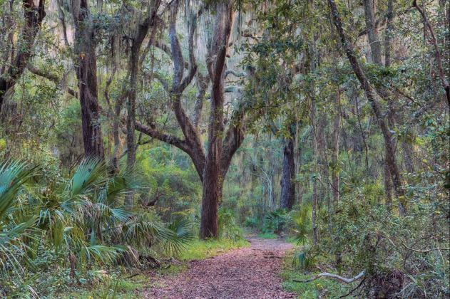 Martime hammock is what Amelia Island would look like completely undeveloped. Submitted photo