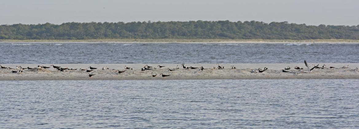 Sea and shorebirds sit on a new island in the Nassau Sound CWA in late 2022. Submitted photo 