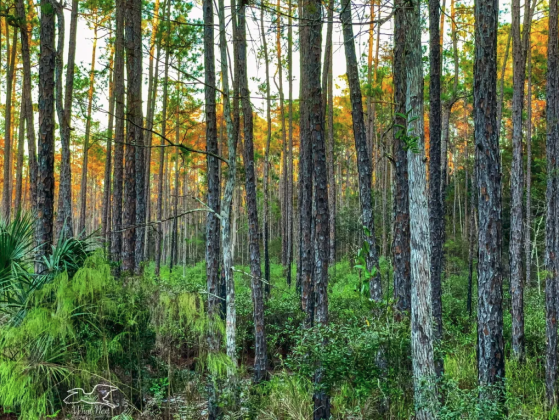 Pine flatwoods encompass roughly half of Florida’s natural land area. Submitted photo