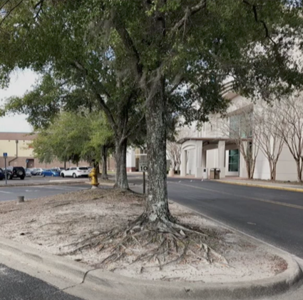 Tree roots burst through the ground because of restricted space in a parking lot. Submitted photo