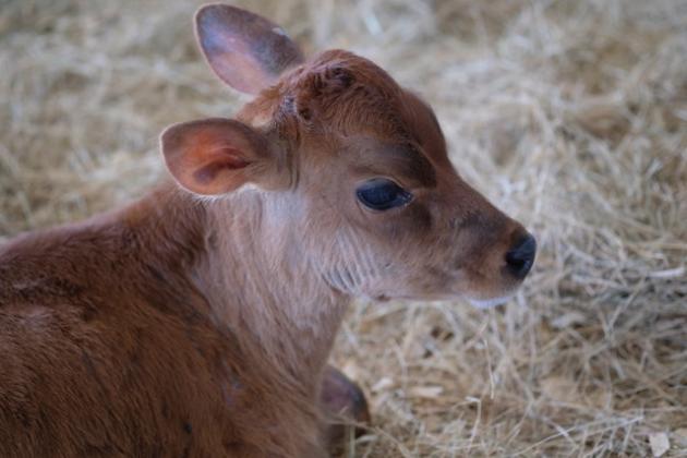 Animals at the fair. Photo by Katherine Dudley Hoehn