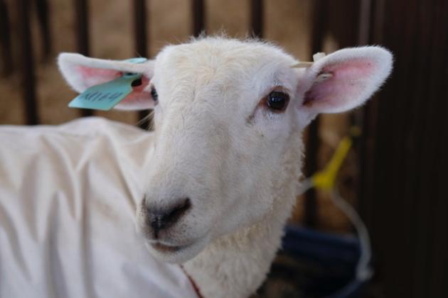 Animals at the fair. Photo by Katherine Dudley Hoehn