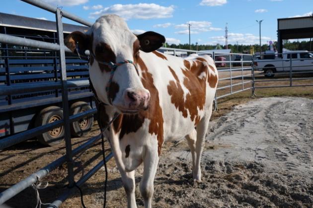 Animals at the fair. Photo by Katherine Dudley Hoehn