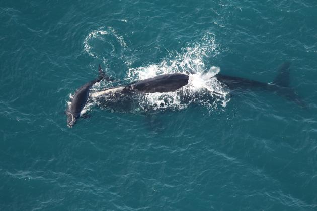 North Atlantic right whale Braces swims with her calf off Nassau Sound on Dec. 23. Photo courtesy of Clearwater marine Aquarium Research Institute.